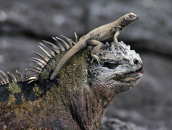 Marine Iguana and Friend