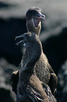 Flightless Cormorants - Punta Espinoza, Fernandina
