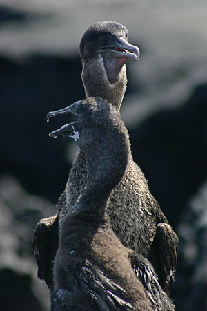 Flightless Cormorants - Punta Espinoza, Fernandina