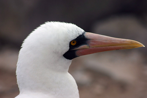 Nazca Booby Profile Close-up - Punta Suarez, Espanola