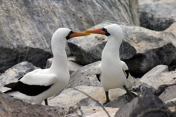 Nazca Boobies - Punta Suarez, Espanola
