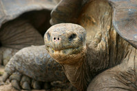 Giant Tortoise Portrait 2 - Darwin Center, Santa Cruz