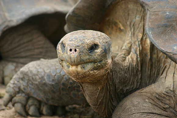 Giant Tortoise Portrait 2 - Darwin Center, Santa Cruz