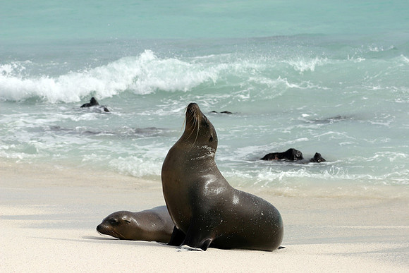 Mother Sea Lion and Pup - Gardner Bay, Espanola