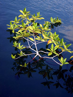 Mangrove Reflection - Elizabeth Bay, Isabela