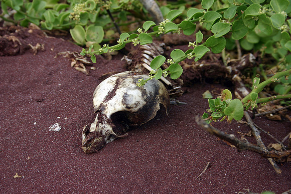 Sea Lion Skull - Rabida
