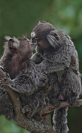 Marmoset Love