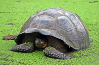 Giant Tortoise in Pond - Highlands, Santa Cruz