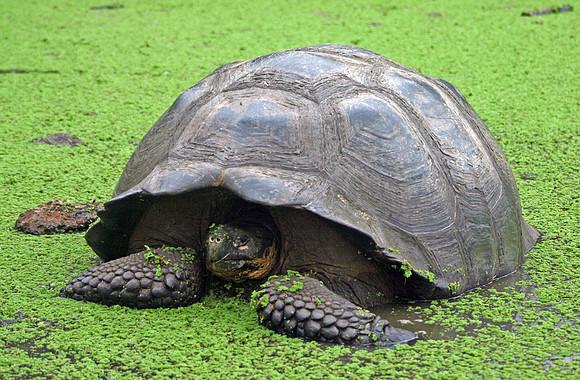 Giant Tortoise in Pond - Highlands, Santa Cruz