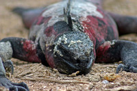 Marine Iguana Portrait - Punta Suarez, Espanola