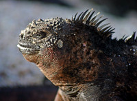 Marine Iguana Profile Close-up - Las Bachas Beach, Santa Cruz