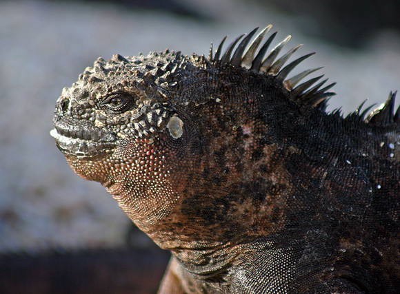Marine Iguana Profile Close-up - Las Bachas Beach, Santa Cruz