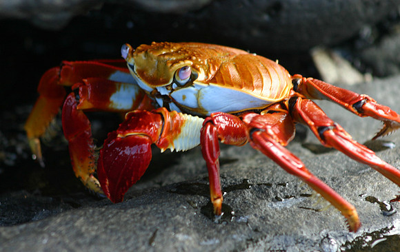 Sally Lightfoot Crab - Bartolome