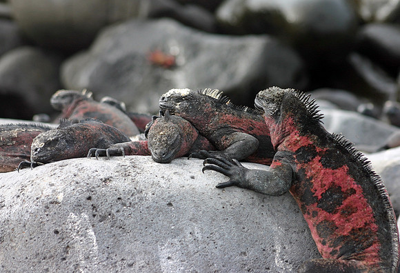 Marine Iguanas in Mating Season - Punta Suarez, Espanola