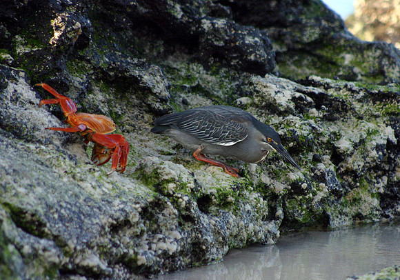 Crab and Heron