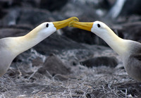 Albatross Ritual - Punta Suarez, Espanola