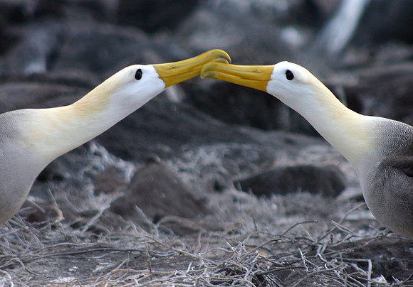 Albatross Ritual - Punta Suarez, Espanola