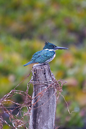 Green Kingfisher