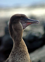 Flightless Cormorant Profile - Punta Espinoza, Fernandina