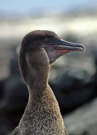 Flightless Cormorant Profile - Punta Espinoza, Fernandina