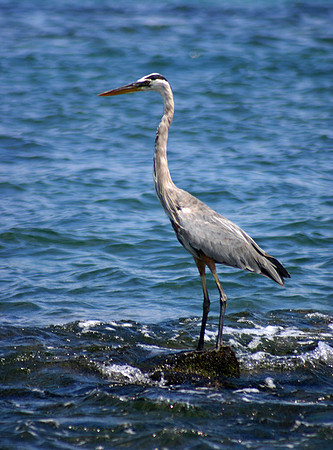Great Blue Heron - Punta Espinoza, Fernandina