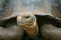 Giant Tortoise Portrait - Darwin Center, Santa Cruz