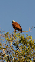 Black-Collared Hawk
