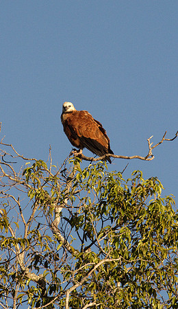 Black-Collared Hawk
