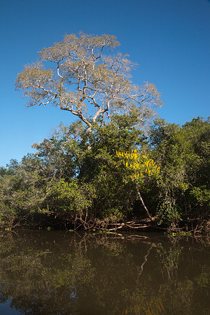 River in Pantenal