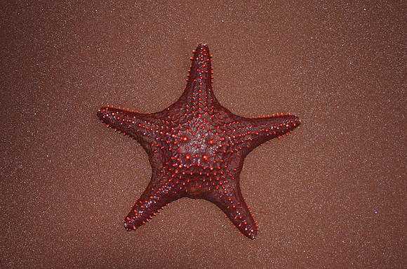 Red Starfish on Red Sand - Rabida