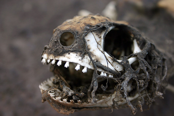 Marine Iquana Skull - Punta Suarez, Espanola