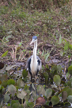 White Necked Heron