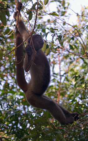 Swinging Wooly Monkey