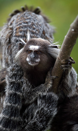 Marmoset #2