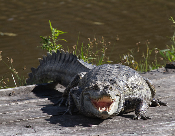 Caiman #1
