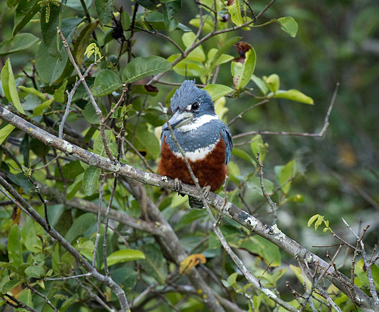Ringed Kingfisher
