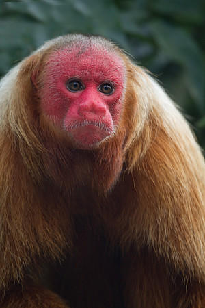 Red Uakari #2
