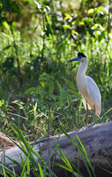 Capped Heron