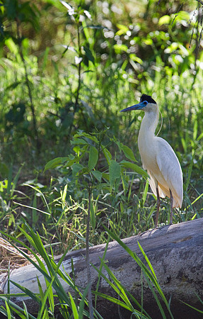Capped Heron