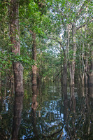 Amazon Forest #1