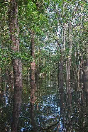 Amazon Forest #1