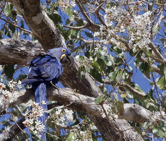 Hyacinth Macaw