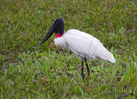 Jabiru Stork