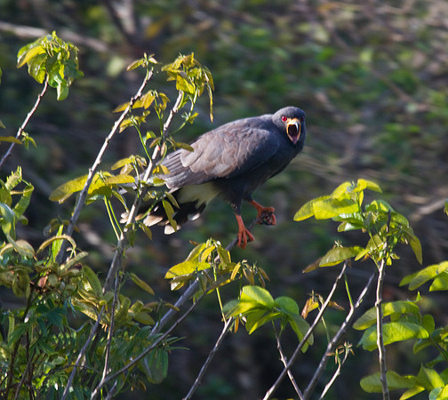 Great Black Hawk