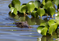 Caiman #3
