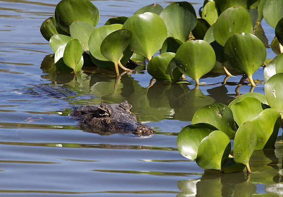 Caiman #3