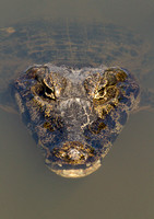 Caiman #4