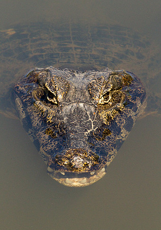 Caiman #4