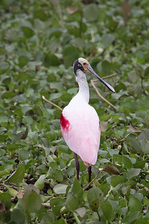 Spoonbill