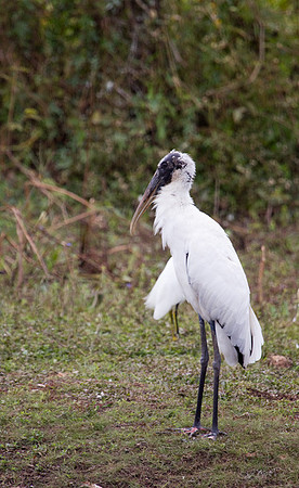 Wood Stork